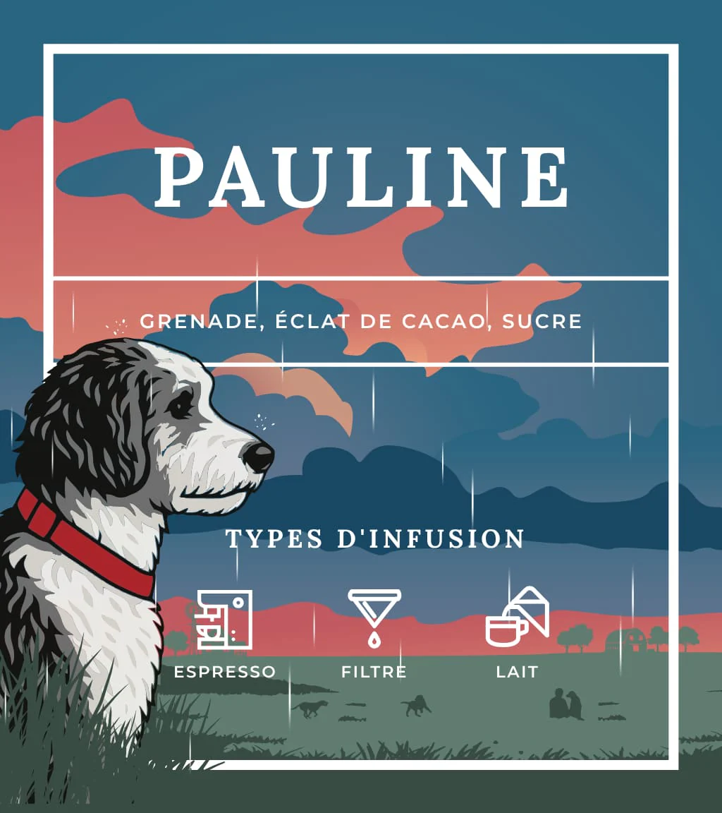 Pauline (décaf) - Image 5